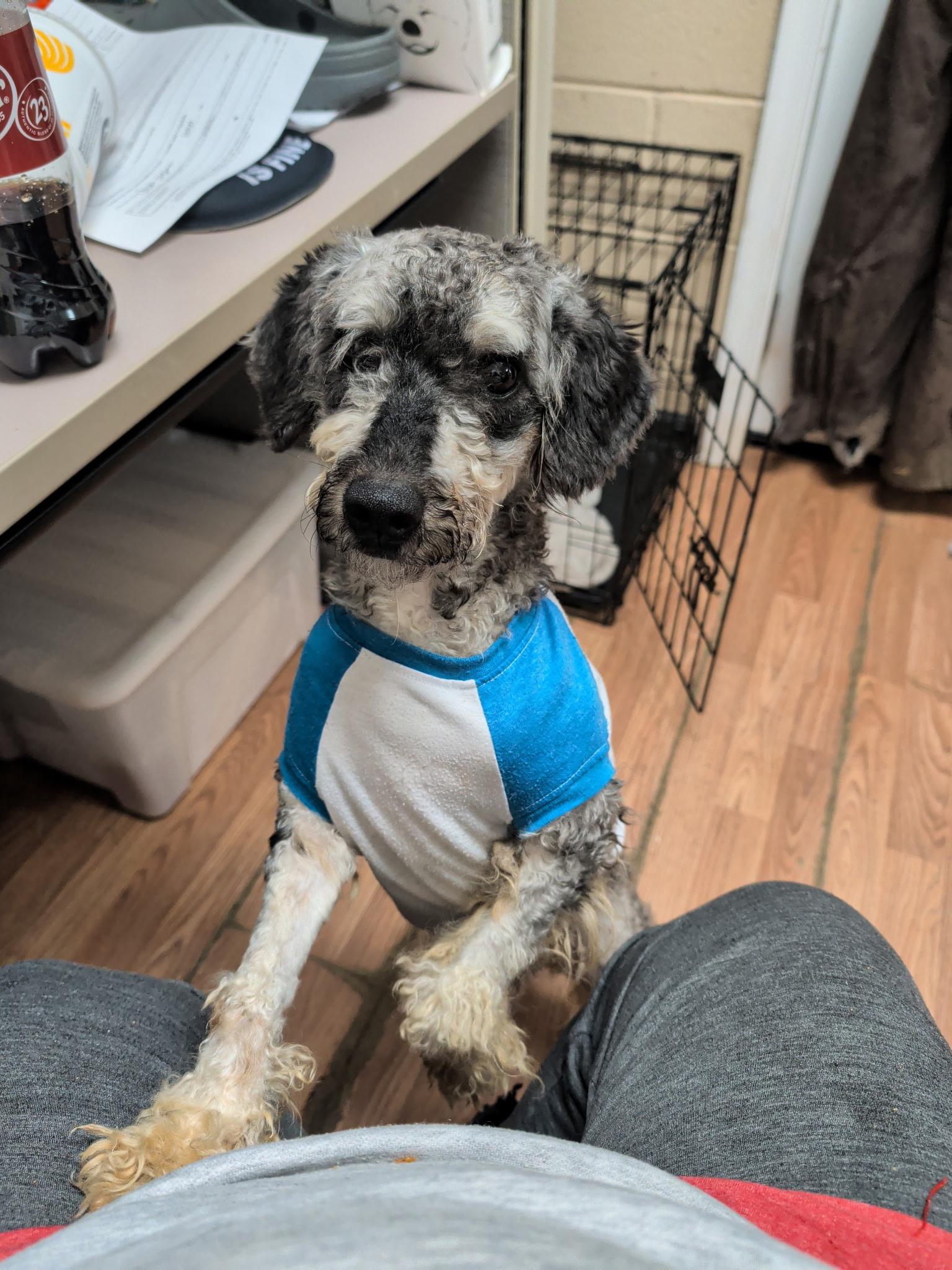 Enlarge Enzo, a ADOPTABLE Schnoodle in Richmond, VA image 5/5