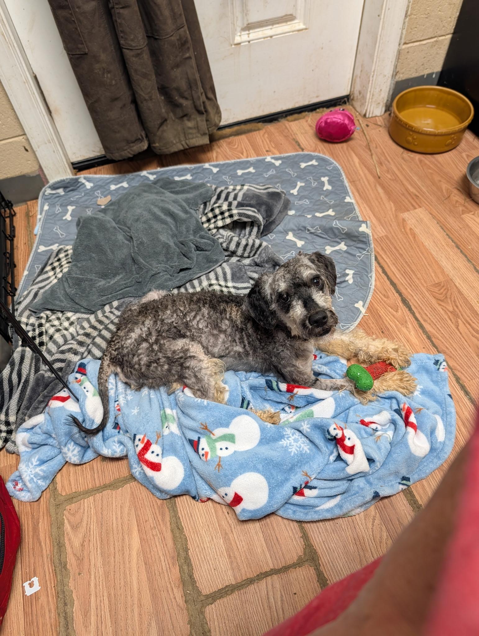 Enlarge Enzo, a ADOPTABLE Schnoodle in Richmond, VA image 4/5