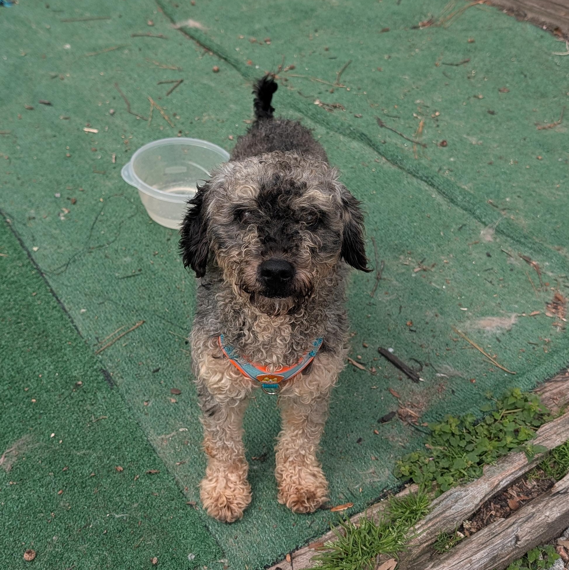 Enlarge Enzo, a ADOPTABLE Schnoodle in Richmond, VA image 3/5