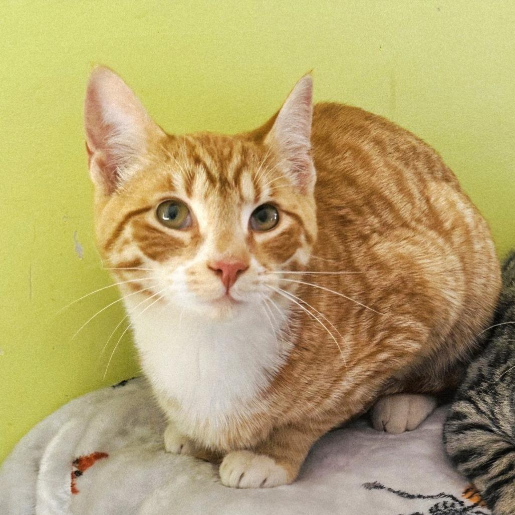 Texaco — thumbnail 2