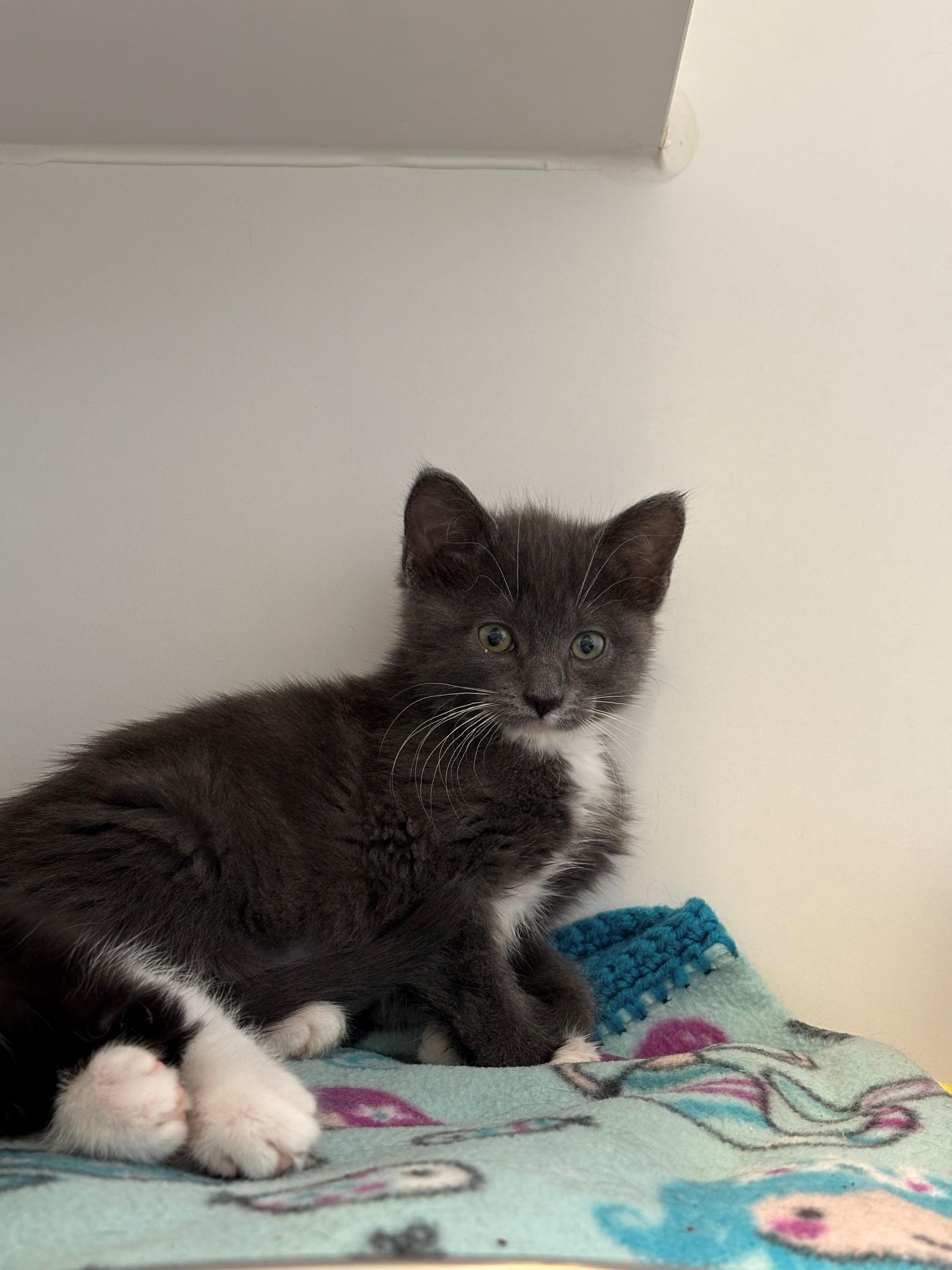 Babyface, a ADOPTABLE Domestic Short Hair in Grants Pass, OR image 1/3