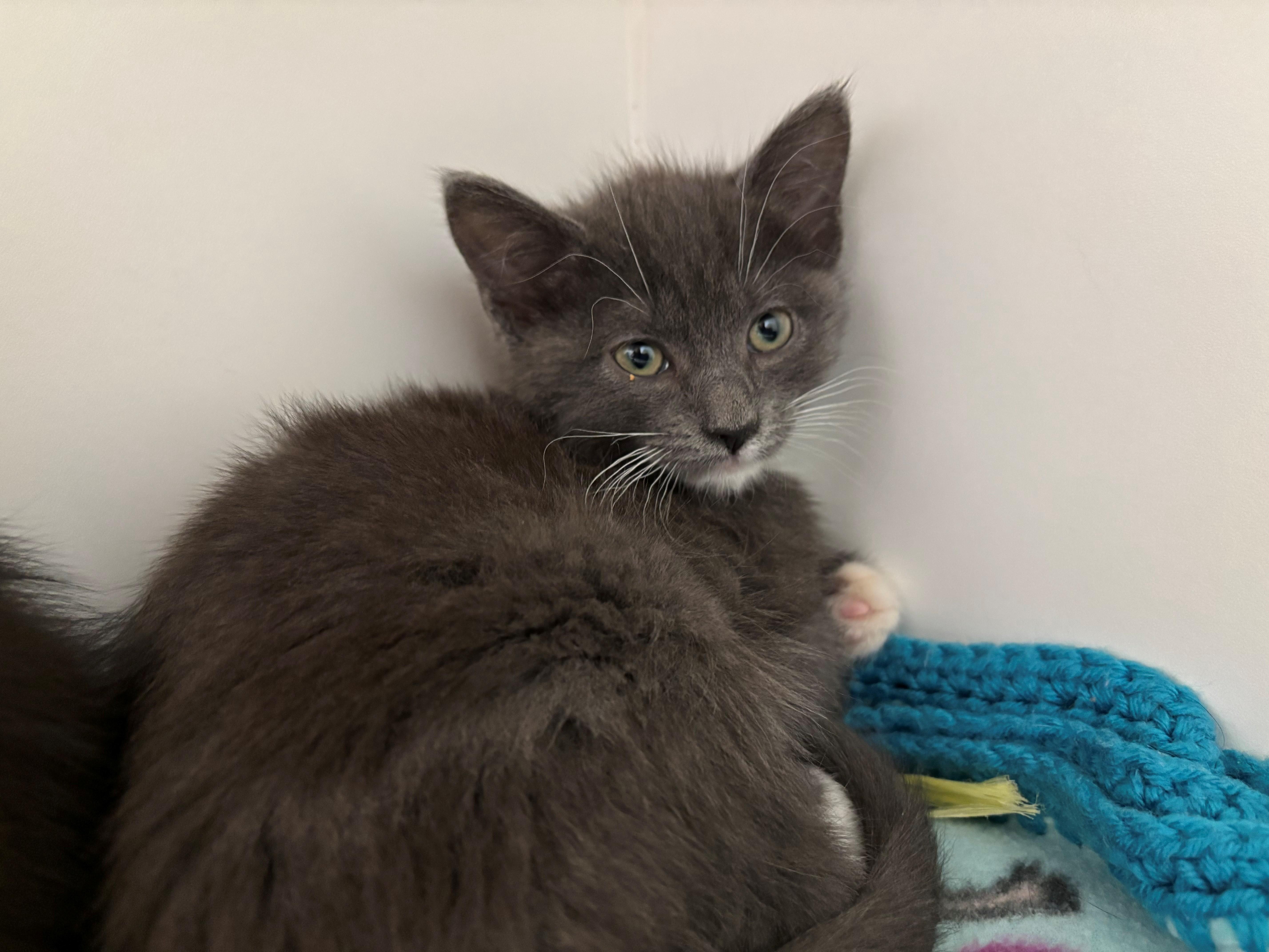 Babyface, a ADOPTABLE Domestic Short Hair in Grants Pass, OR image 2/3