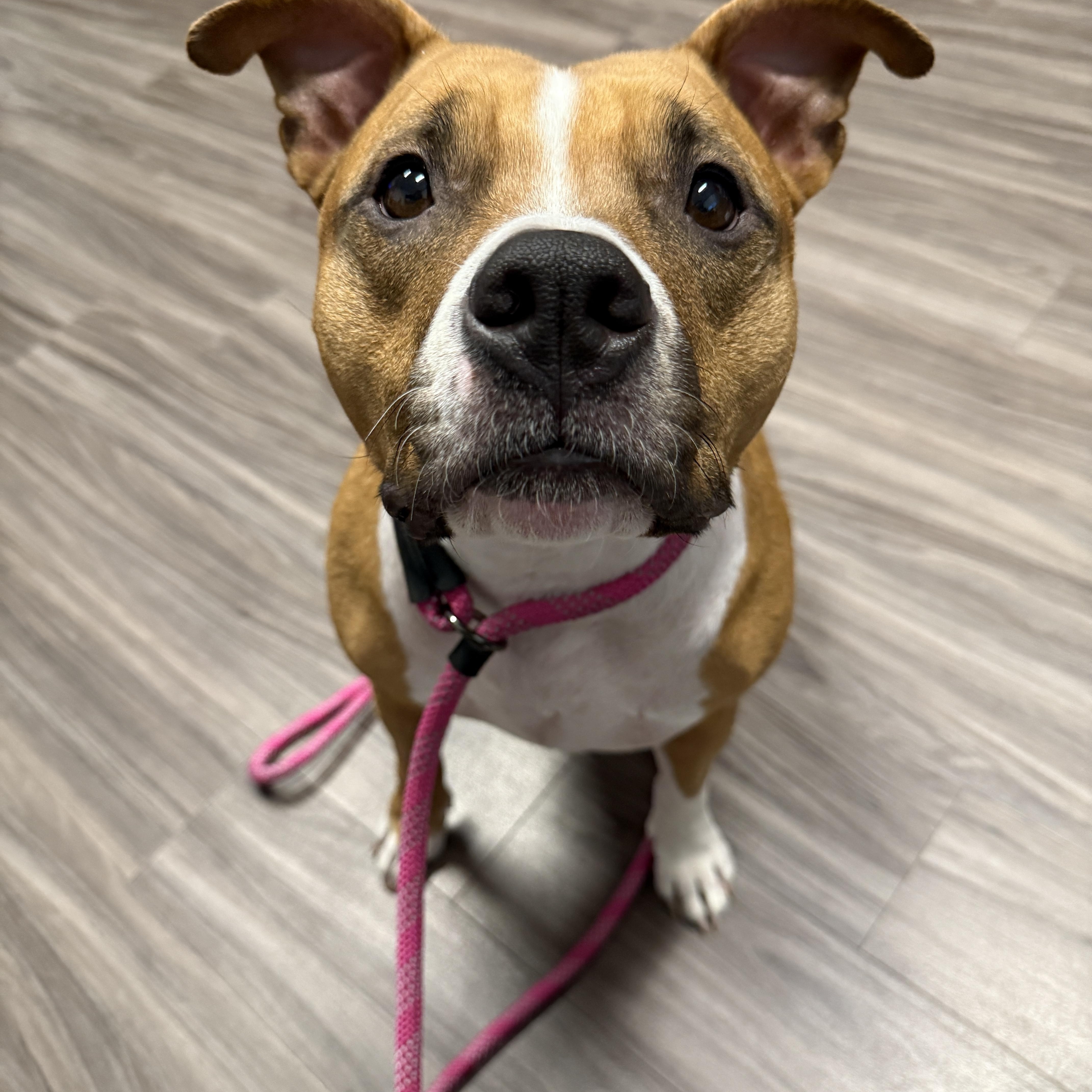 Nala, ADOPTABLE, Adult Female American Staffordshire Terrier.