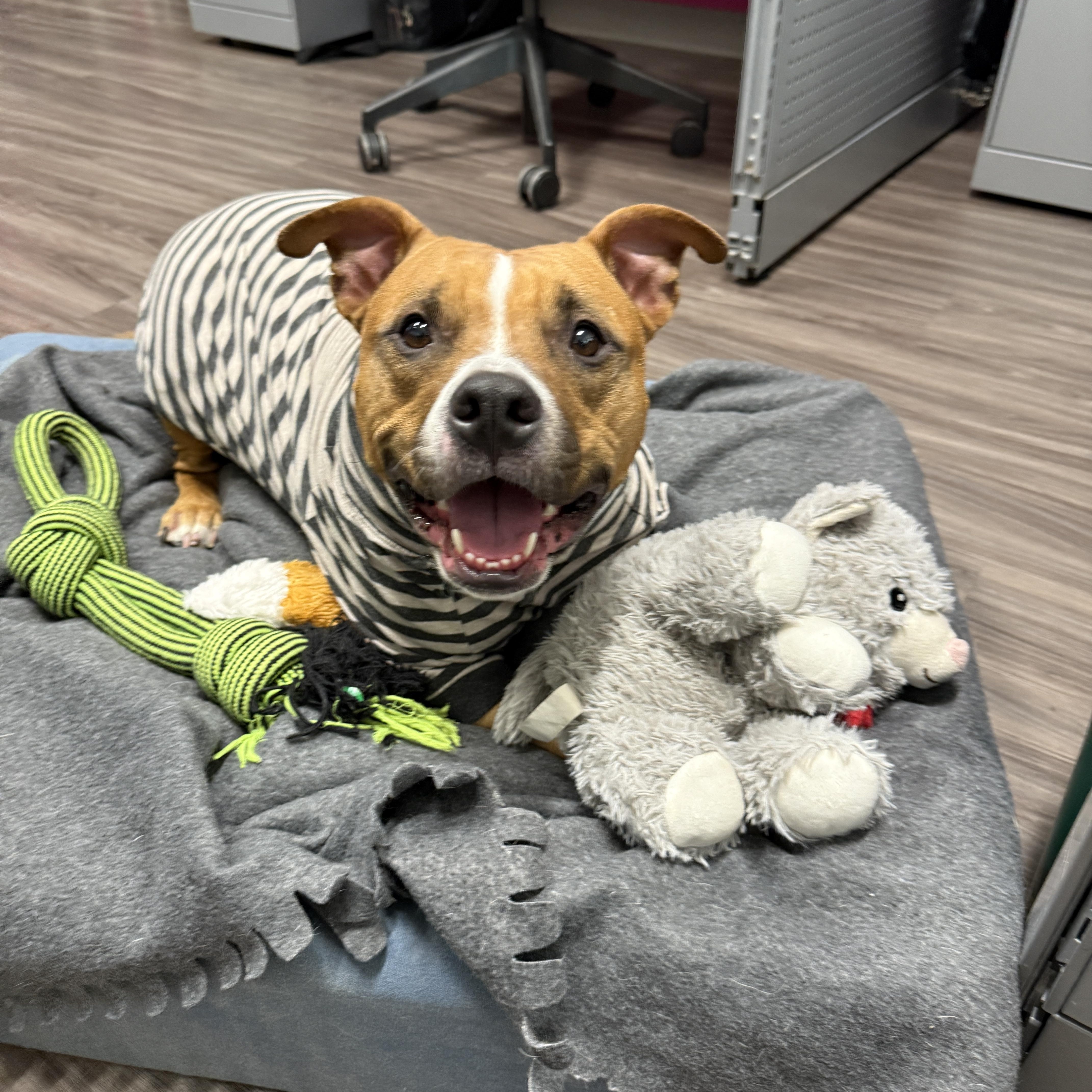 Nala, a ADOPTABLE American Staffordshire Terrier in Chandler, AZ image 2/3