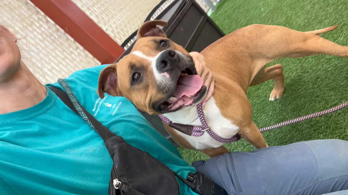 Nala, a ADOPTABLE American Staffordshire Terrier in Chandler, AZ image 3/3