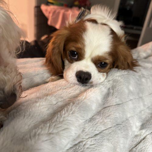 Keats, Adoptable, Young Male Cavalier King Charles Spaniel.