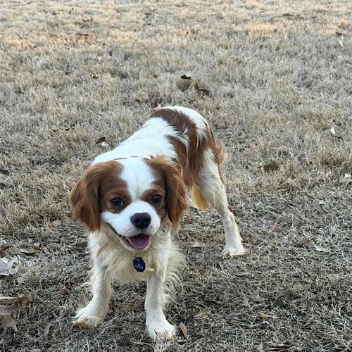 Enlarge Keats, a Adoptable Cavalier King Charles Spaniel in Memphis, TN image 2/5