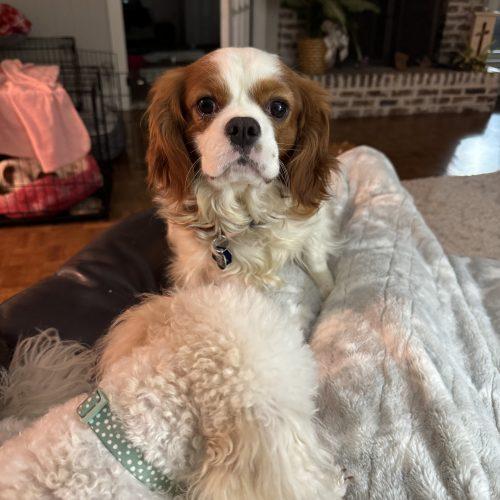 Enlarge Keats, a Adoptable Cavalier King Charles Spaniel in Memphis, TN image 3/5