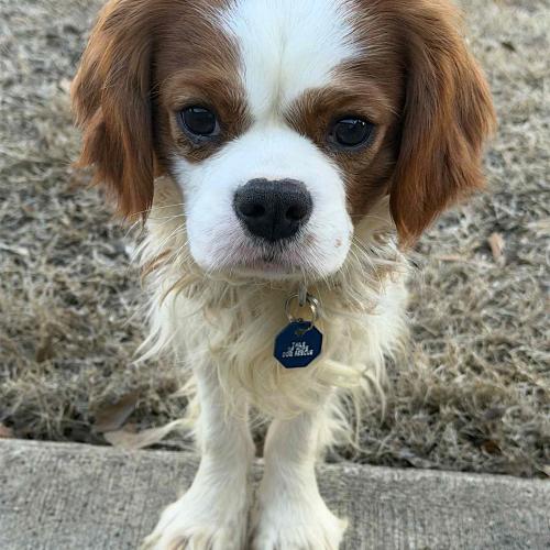 Enlarge Keats, a Adoptable Cavalier King Charles Spaniel in Memphis, TN image 4/5