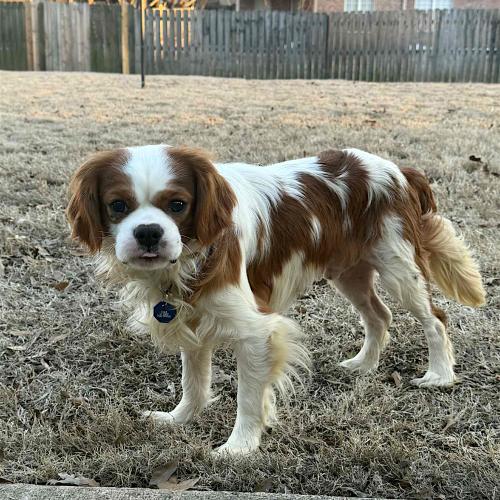 Enlarge Keats, a Adoptable Cavalier King Charles Spaniel in Memphis, TN image 5/5
