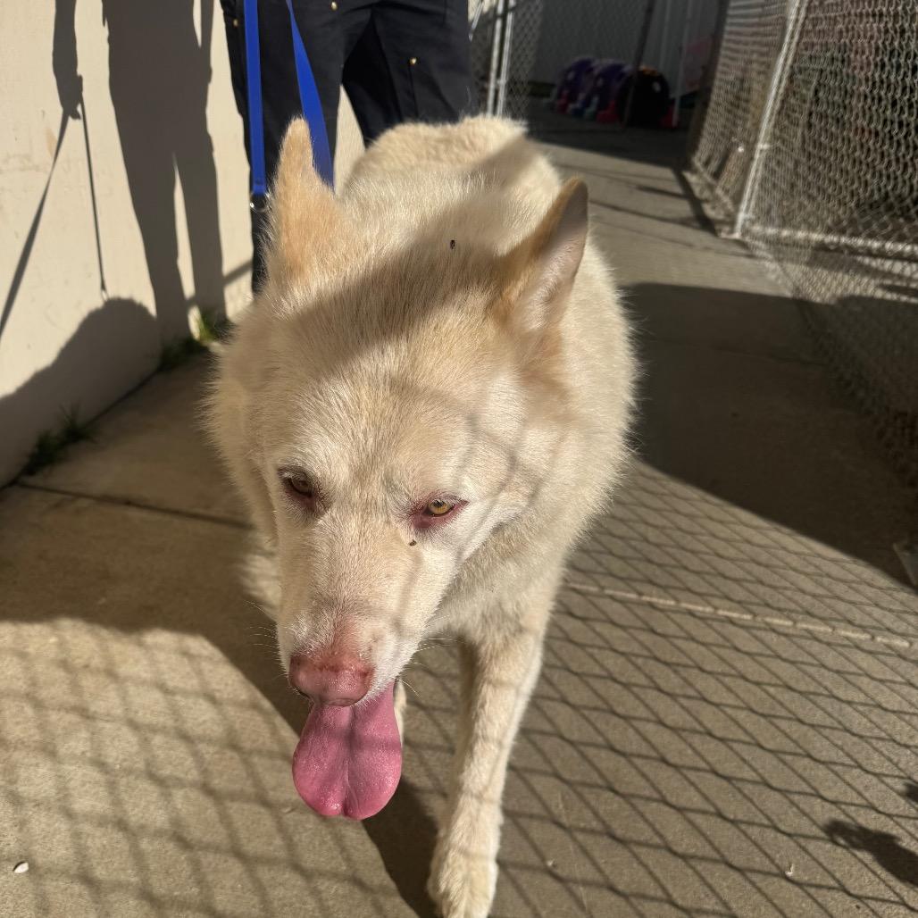 Athena, Adoptable, Senior Female Husky.