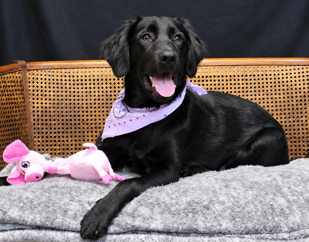 Enlarge Artemis, a Adoptable mixed breed in Cheboygan, MI image 2/6