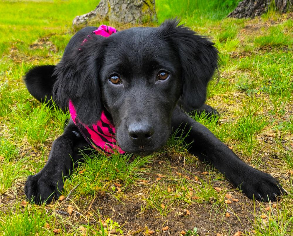 Artemis, an adopted mixed breed in Cheboygan, MI image 2/6