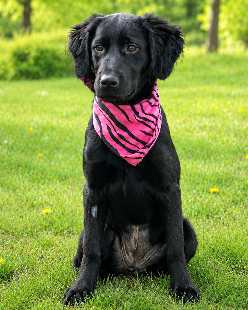 Artemis, an adopted mixed breed in Cheboygan, MI image 3/6