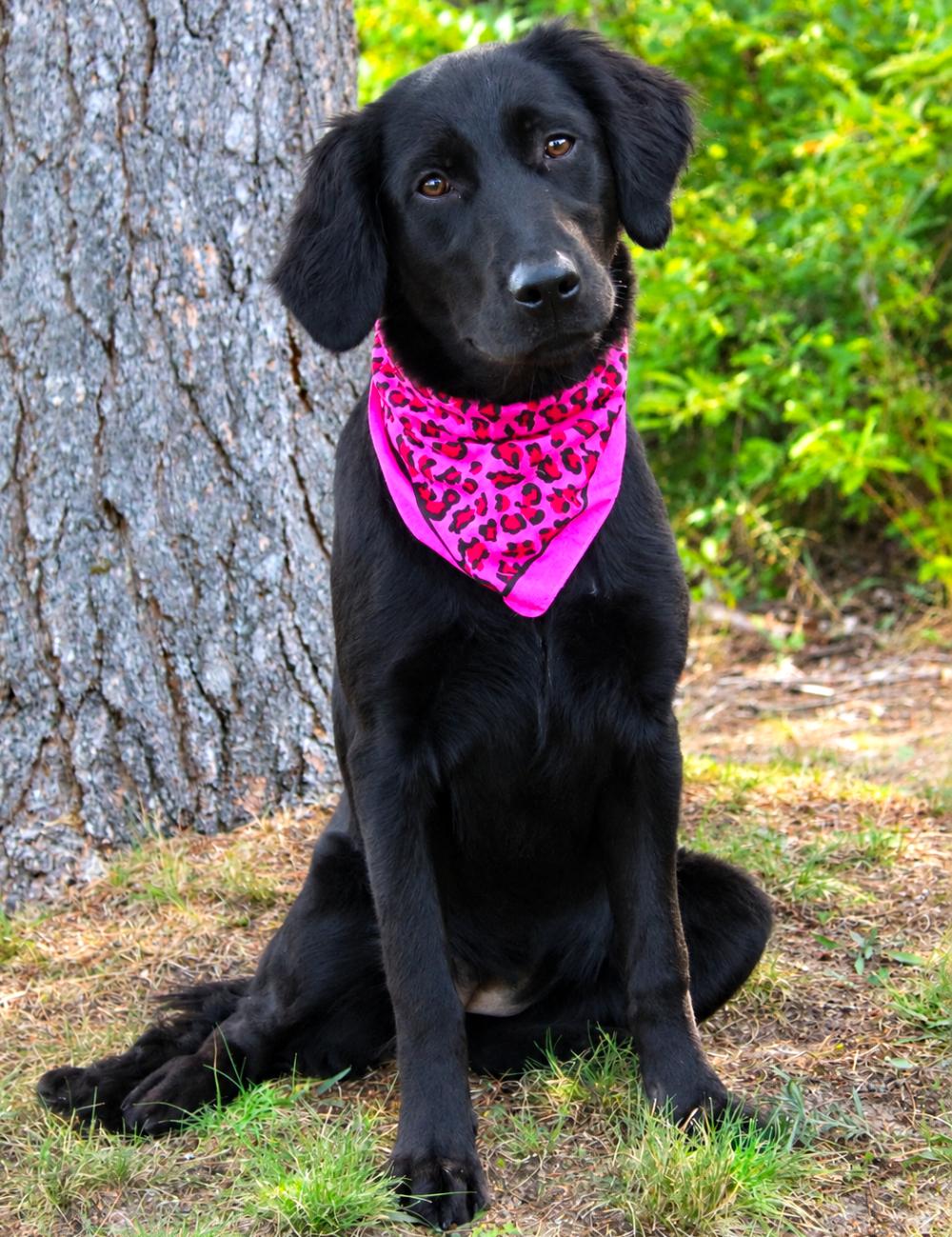 Enlarge Artemis, a Adoptable mixed breed in Cheboygan, MI image 3/6