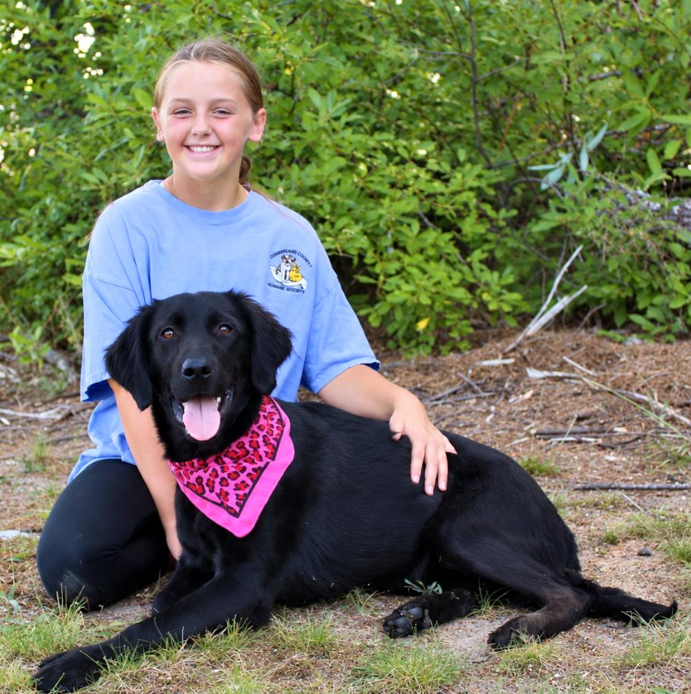Artemis, Adoptable, Young Female Setter.