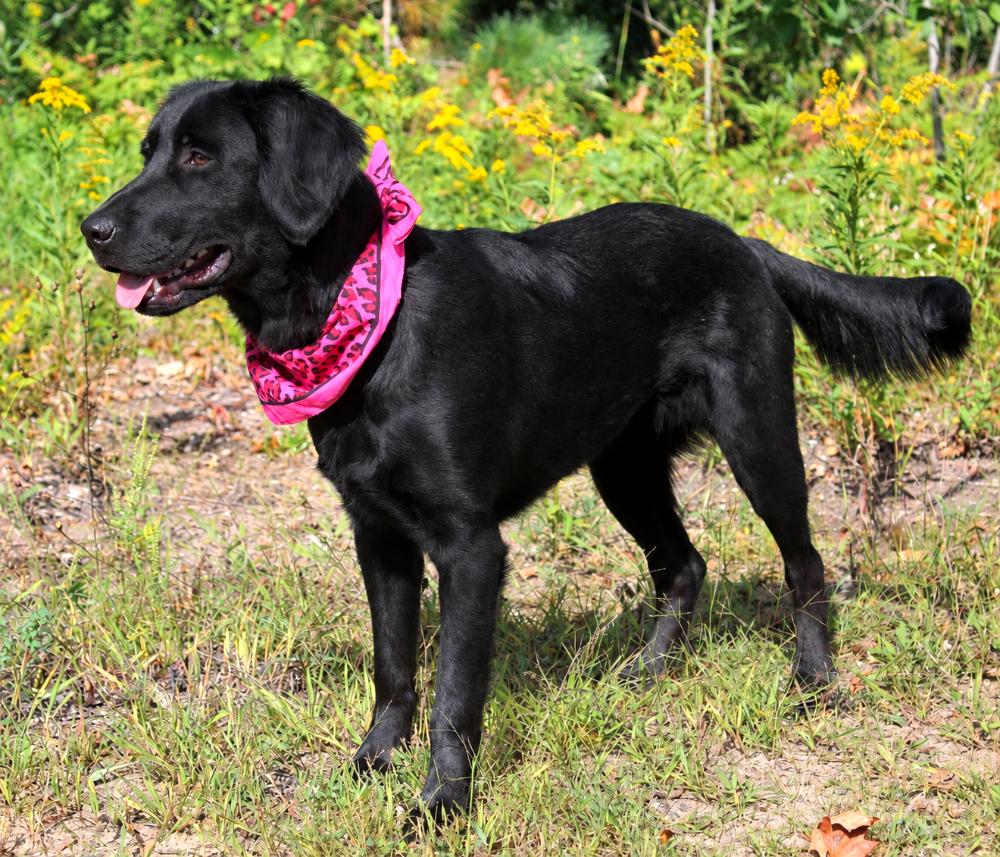 Enlarge Artemis, a Adoptable mixed breed in Cheboygan, MI image 4/6