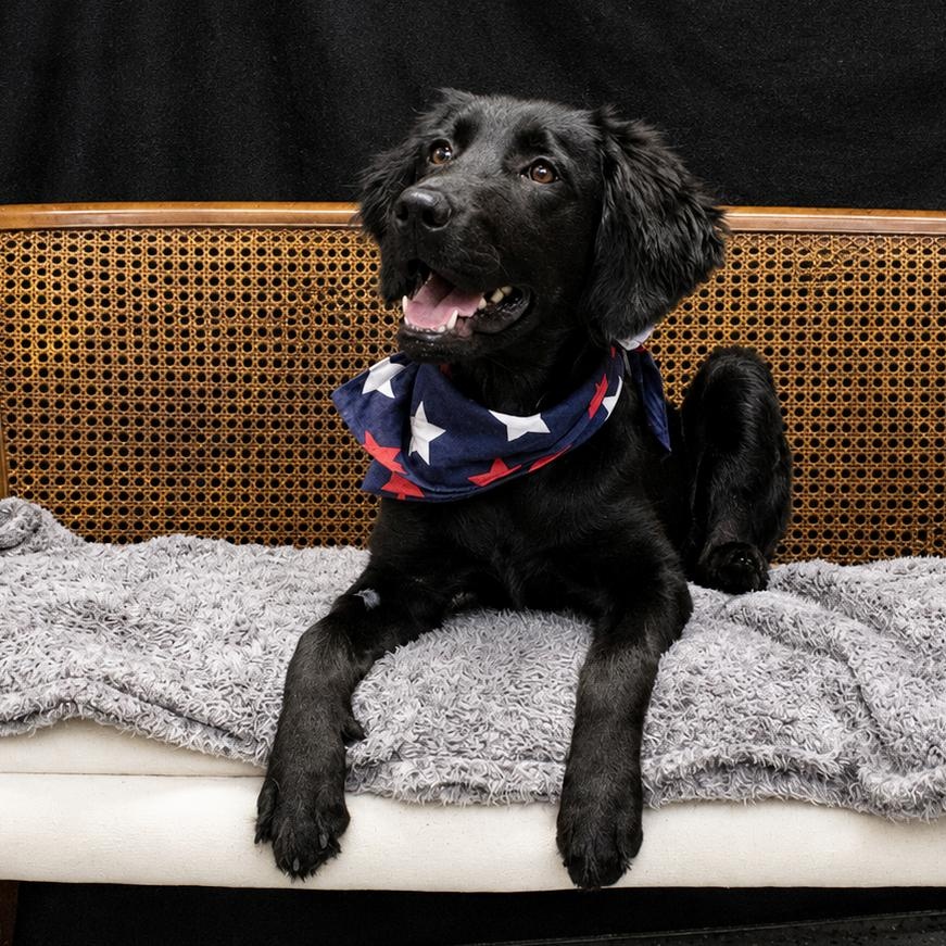 Artemis, adopted, Young Female Labrador Retriever & Spaniel.