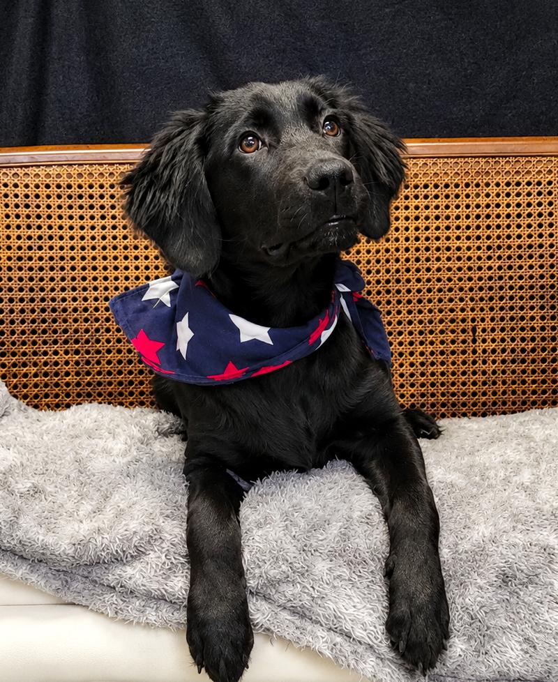 Artemis, an adopted mixed breed in Cheboygan, MI image 6/6