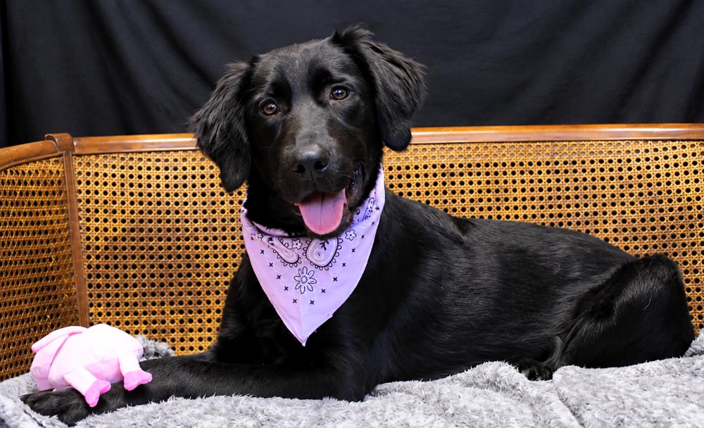 Enlarge Artemis, a Adoptable mixed breed in Cheboygan, MI image 5/6