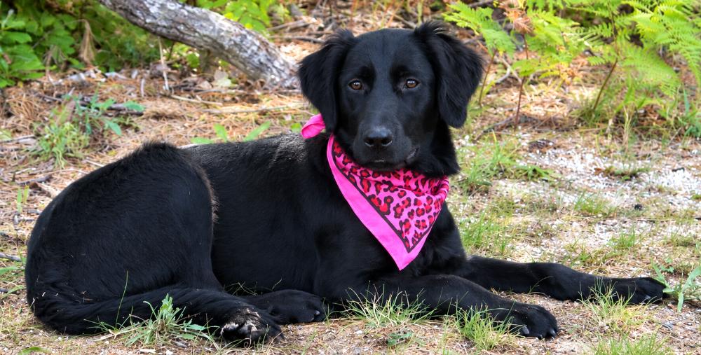 Enlarge Artemis, a Adoptable mixed breed in Cheboygan, MI image 6/6