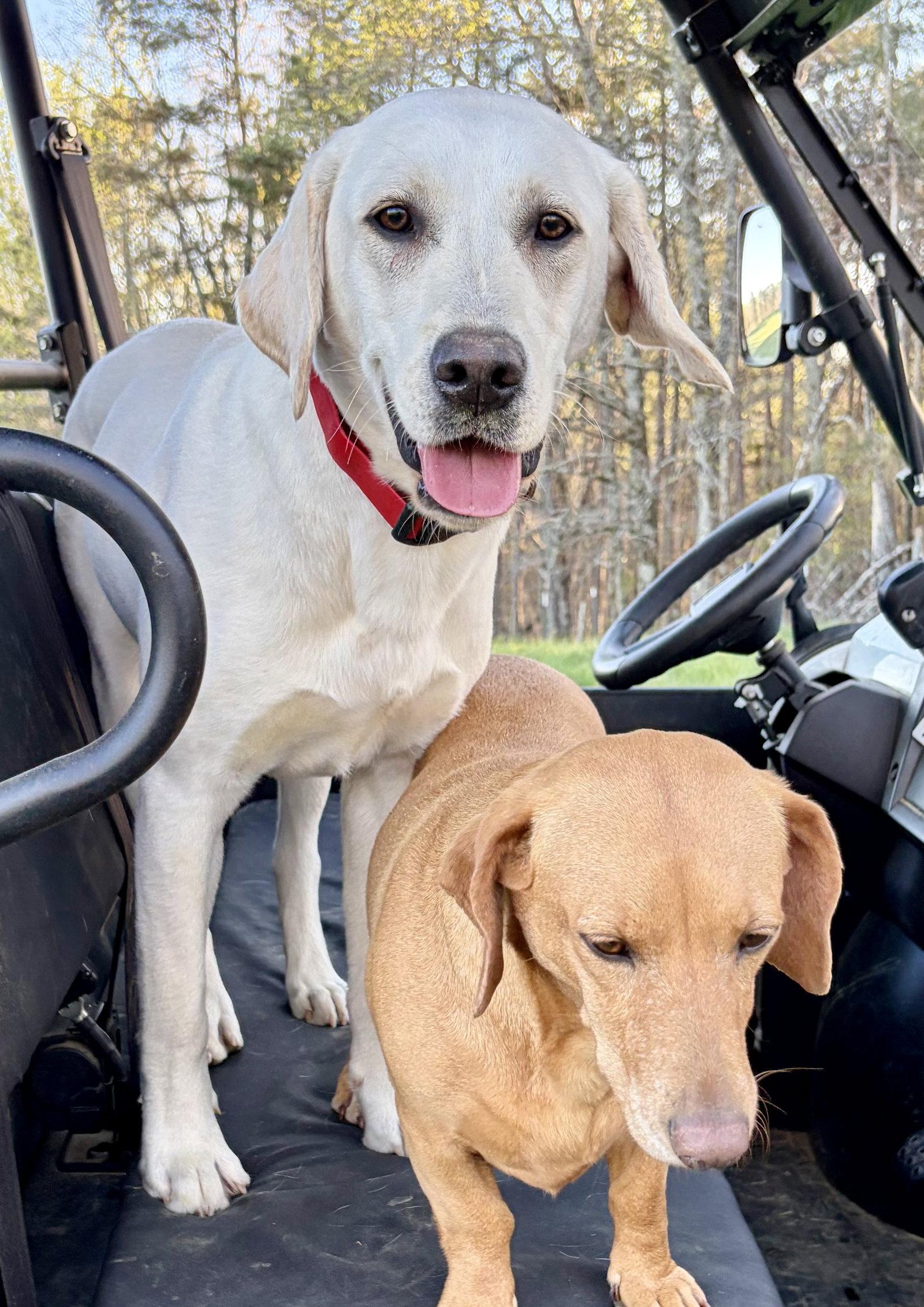 Spring Daisy, a Adopted Yellow Labrador Retriever in Alpharetta, GA image 1/3