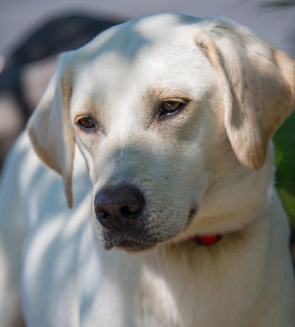 Spring Daisy, a Adopted Yellow Labrador Retriever in Alpharetta, GA image 2/3