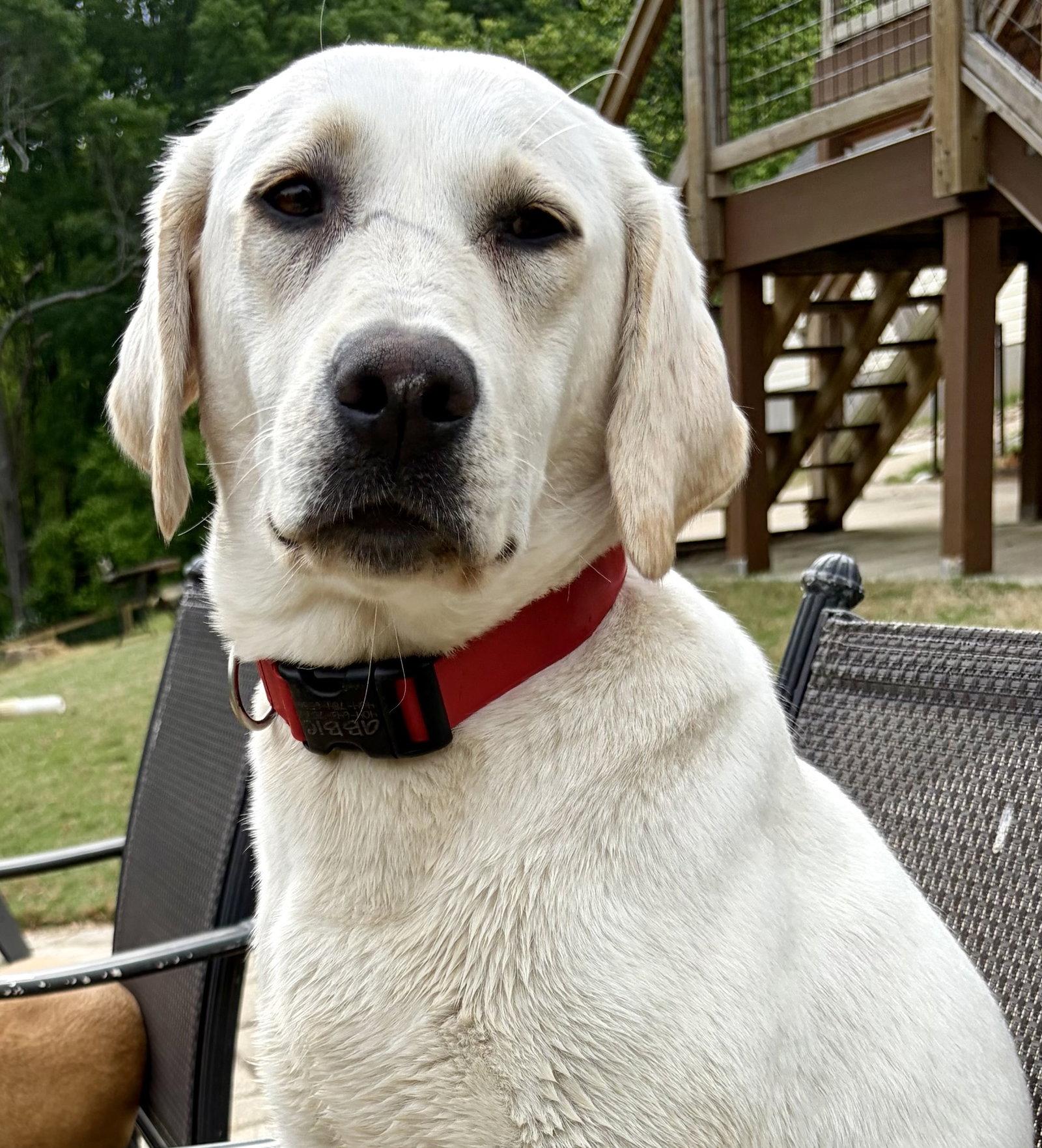 Spring Daisy, a Adopted Yellow Labrador Retriever in Alpharetta, GA image 3/3