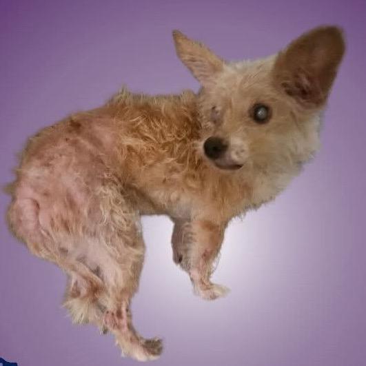 Enlarge Tillie, a Adoptable mixed breed in Chicago, IL image 1/1