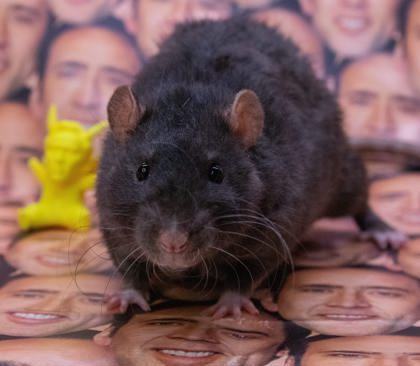 Face/Off & Con Air, Adopted, Adult Male Rat.