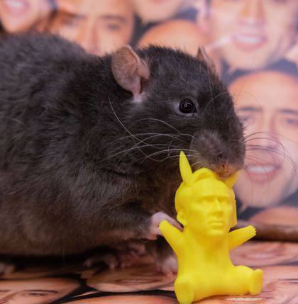 Enlarge Face/Off & Con Air, a Adopted Rat in Richmond, VA image 2/6