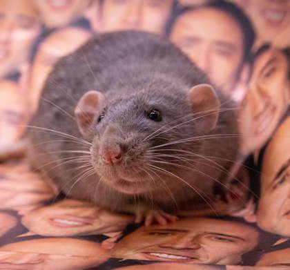 Enlarge Face/Off & Con Air, a Adopted Rat in Richmond, VA image 3/6