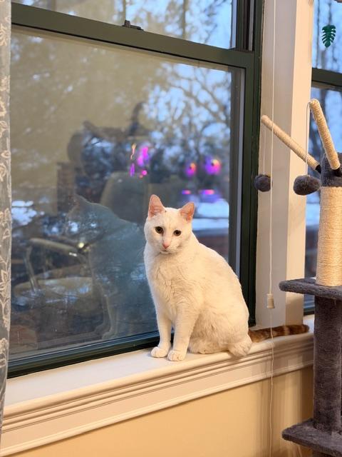 Enlarge Archer, a ADOPTABLE Domestic Short Hair in Cambridge, MA image 4/5