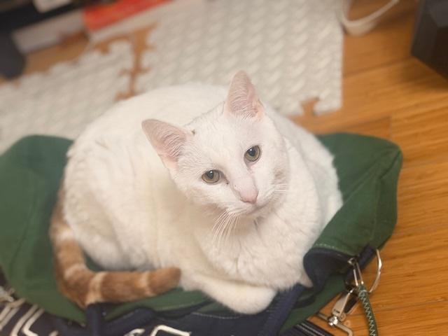 Enlarge Archer, a ADOPTABLE Domestic Short Hair in Cambridge, MA image 1/5