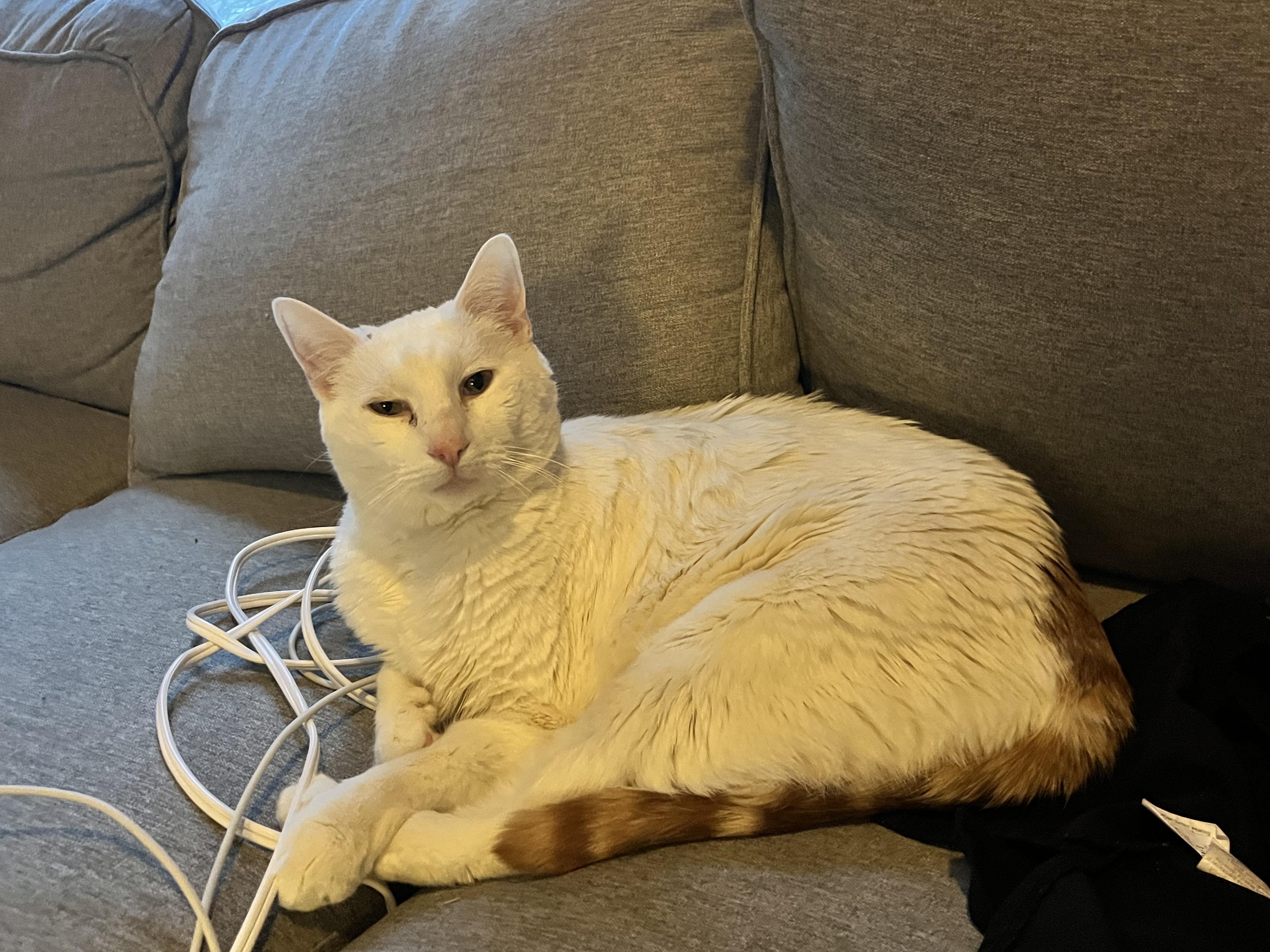 Enlarge Archer, a ADOPTABLE Domestic Short Hair in Cambridge, MA image 2/5