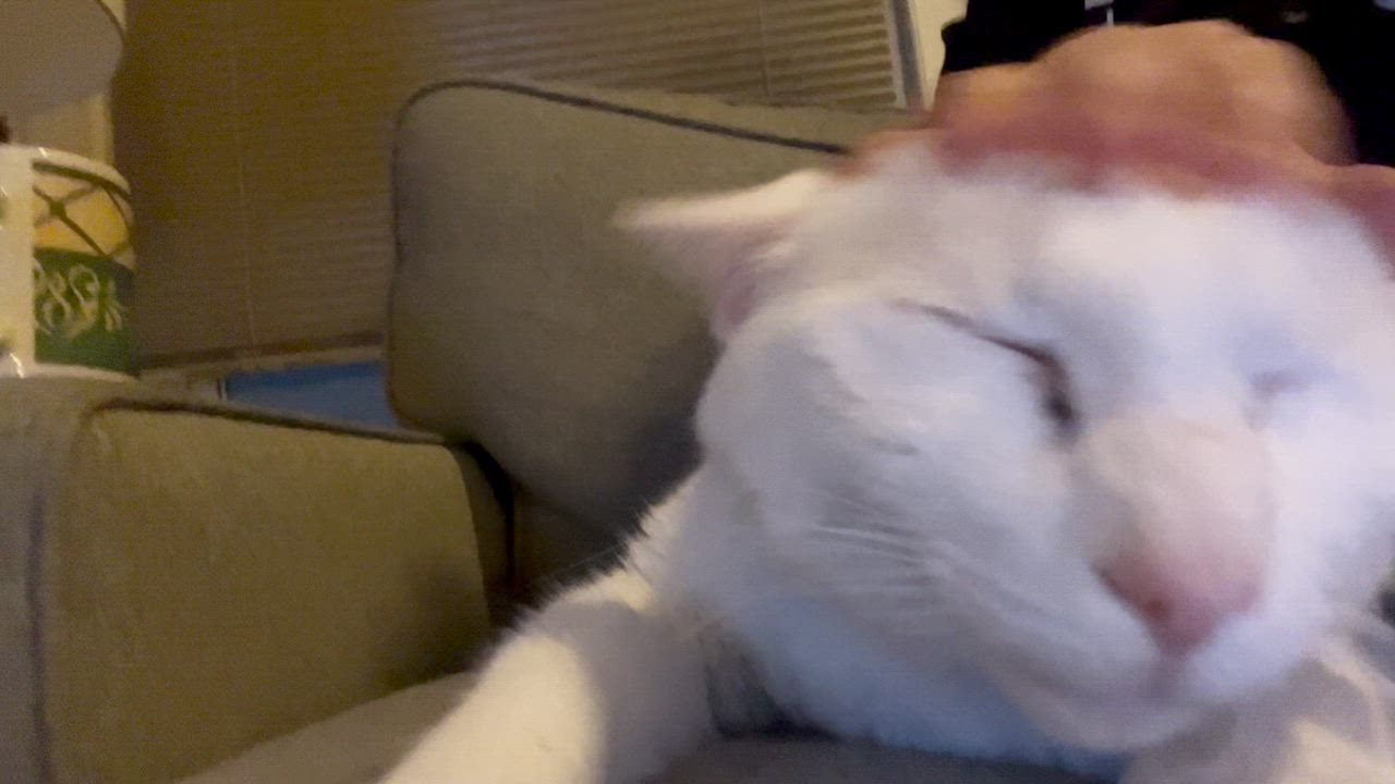 Enlarge Archer, a ADOPTABLE Domestic Short Hair in Cambridge, MA video 5/5