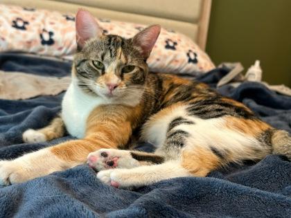 Enlarge Sage, an adopted Domestic Short Hair in Annapolis, MD image 1/1