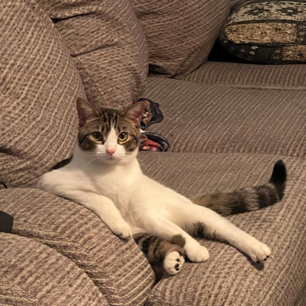 Enlarge Ducky, a Adoptable Domestic Short Hair in Novelty, OH image 1/2