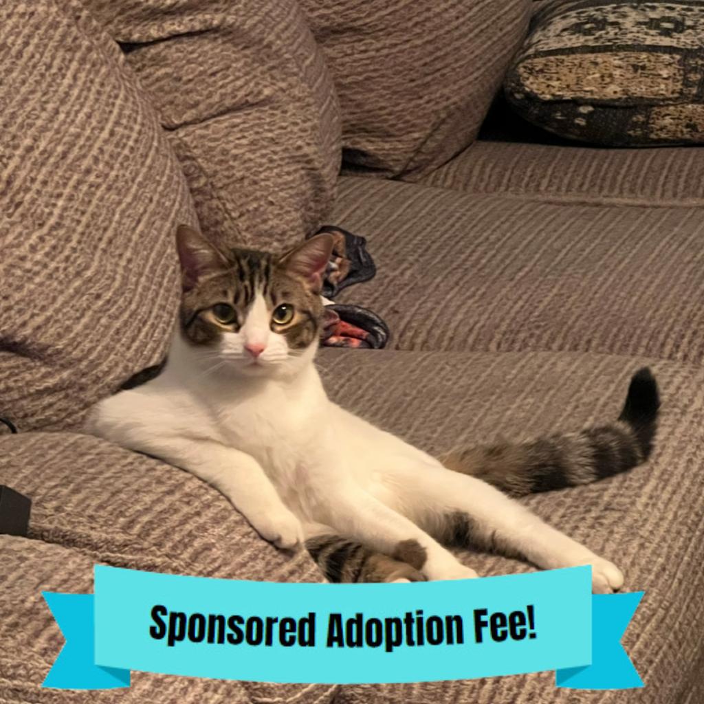 Enlarge Ducky, a Adoptable Domestic Short Hair in Novelty, OH image 2/2