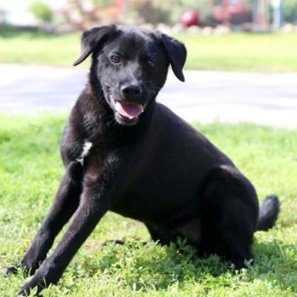 Murphy, Adoptable, Adult Male Retriever & Mixed Breed.