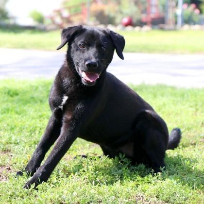 Murphy, a Adoptable mixed breed in Tyler, TX image 2/4