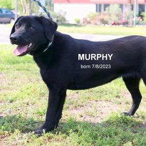 Murphy, a Adoptable mixed breed in Tyler, TX image 4/4