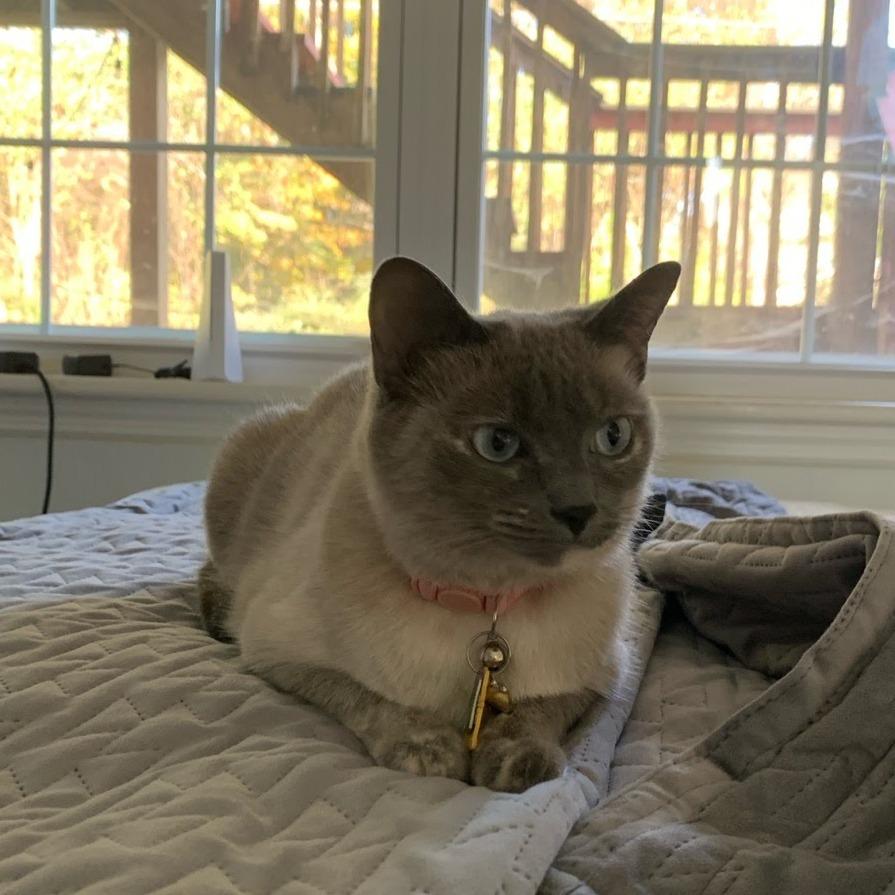 Enlarge Abigail, a Adoptable Domestic Short Hair in Chattanooga, TN image 1/6