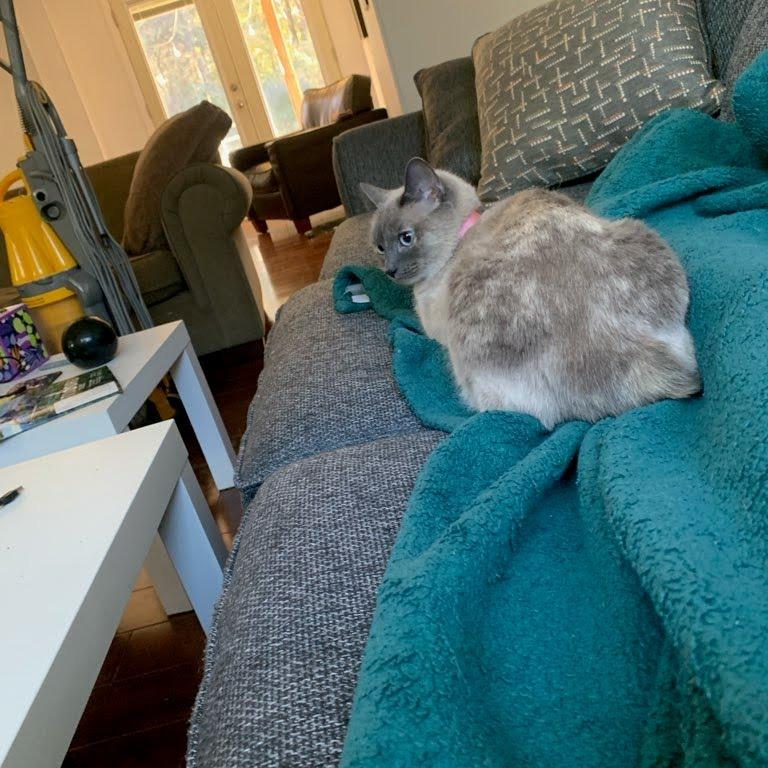 Enlarge Abigail, a Adoptable Domestic Short Hair in Chattanooga, TN image 3/6