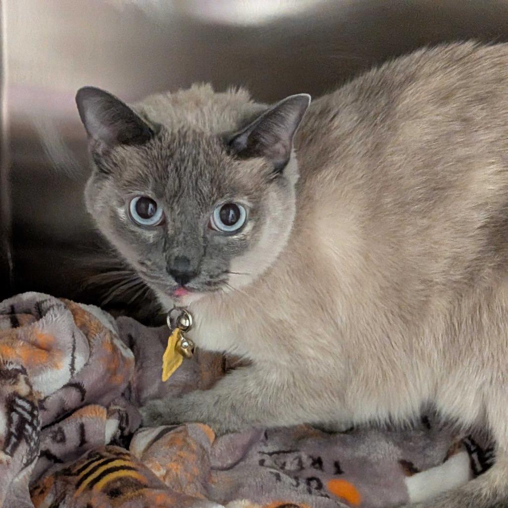 Enlarge Abigail, a Adoptable Domestic Short Hair in Chattanooga, TN image 4/6