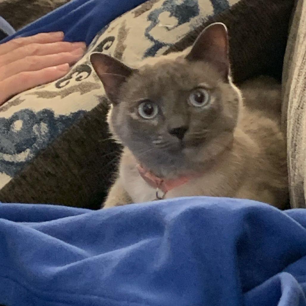 Enlarge Abigail, a Adoptable Domestic Short Hair in Chattanooga, TN image 5/6