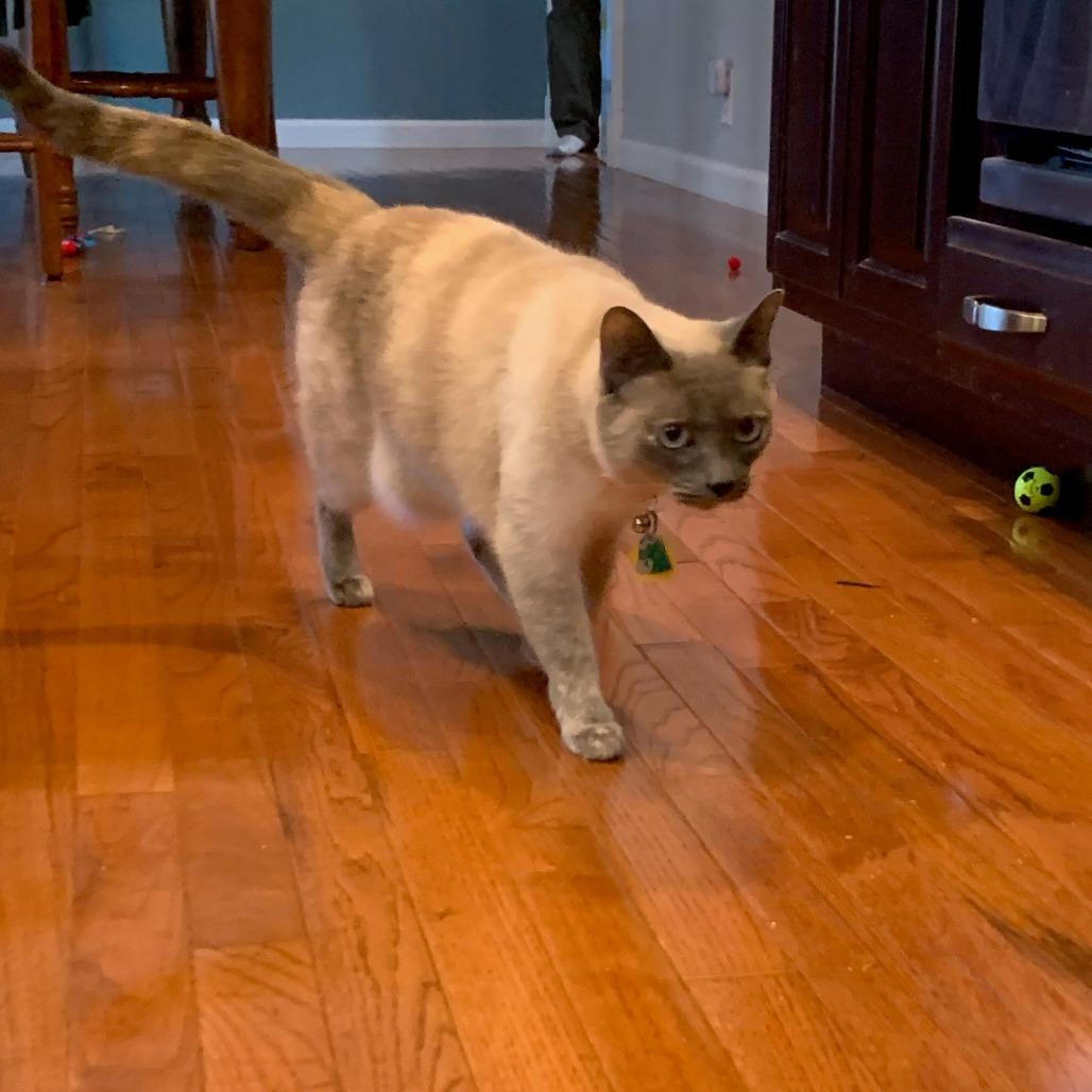 Enlarge Abigail, a Adoptable Domestic Short Hair in Chattanooga, TN image 6/6