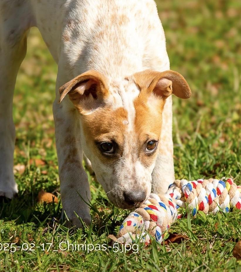 Enlarge Chi, a Adoptable mixed breed in Seattle, WA image 3/5
