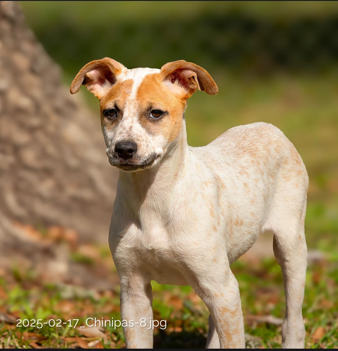 Chi, Baby Female Hound