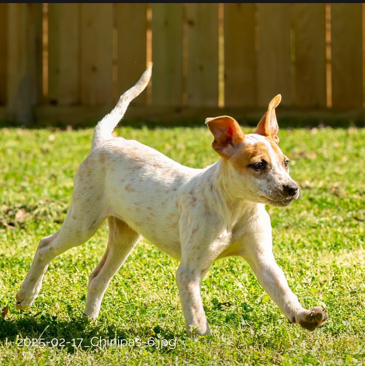 Enlarge Chi, a Adoptable mixed breed in Seattle, WA image 5/5